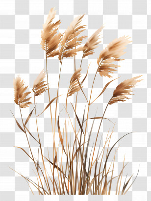 Reed - Golden Grass Illustration On Transparent Background Transparent PNG