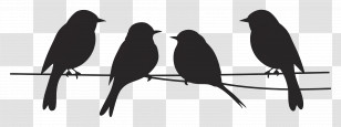 Birds Sitting On A Wire - Silhouette Of Birds Sitting On A Wire Transparent PNG