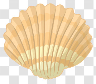 Seashell - Elegant Beach Seashell Transparent PNG