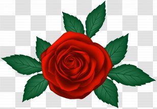 Garden Roses Clip Art - Plant - Red Rose Transparent Image Transparent PNG