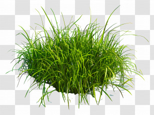 Meadow Grass - Lush Green Grass Patch Transparent PNG