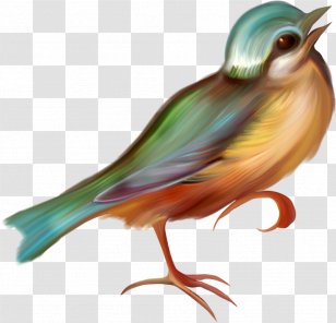 Bird Clip Art Image - Organism Transparent PNG