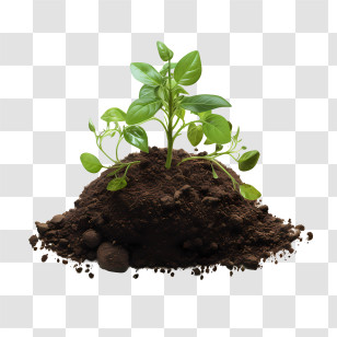 World Soil Day - Green Seedling In Fresh Soil Transparent PNG