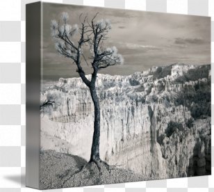 Bryce Canyon National Park Gallery Wrap Painting /m/083vt Monochrome Photography - Wood - Landscape Transparent PNG