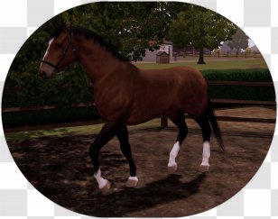 Stallion Mustang Foal Colt Mare Transparent PNG