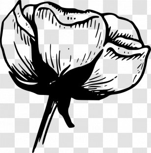 Flower White Black Rose Clip Art - Artwork Transparent PNG