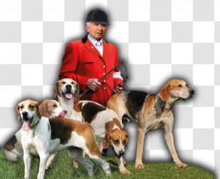 English Foxhound American Beagle Harrier Treeing Walker Coonhound - Dog Like Mammal - Fleck Transparent PNG