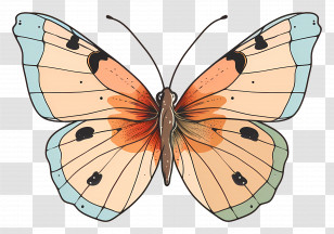 Butterfly - Elegant Butterfly Drawing Illustration Transparent PNG
