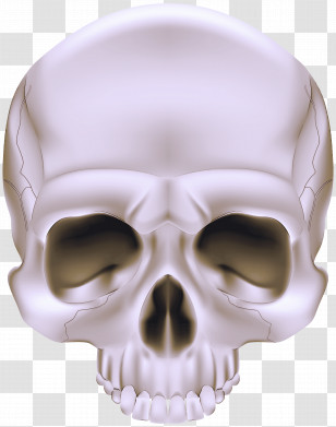 Bone Skull Face Head Jaw Transparent PNG