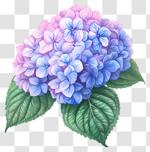 Hand Drawn Hydrangea Flower - Beautiful Blue And Pink Hydrangeas Transparent PNG