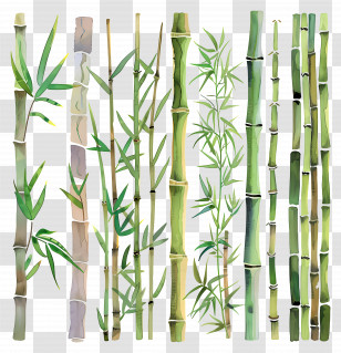Bamboo - Green Bamboo Stalks In Natural Design Transparent PNG
