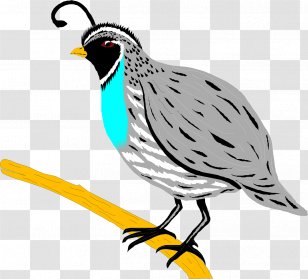 California Quail Bird Chicken Clip Art - Common Transparent PNG