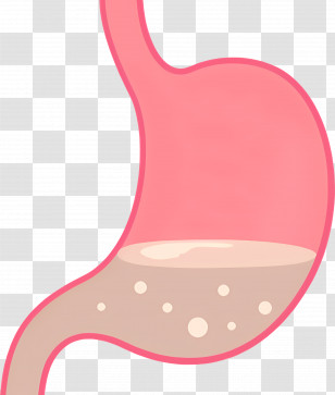 Stomach - Illustration Of Stomach With Liquid Content Transparent PNG