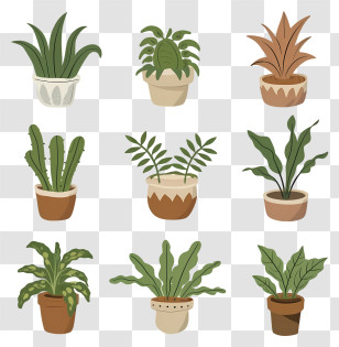 Plants In Pots - Various Potted Houseplants In Decorative Pots Transparent PNG