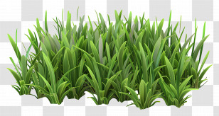 Grass Garden - Green Grass Patch Illustration Transparent PNG
