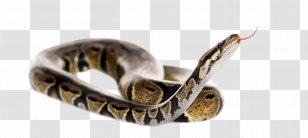 Snake Cartoon Serpent Colubridae Burmese Python Transparent Png