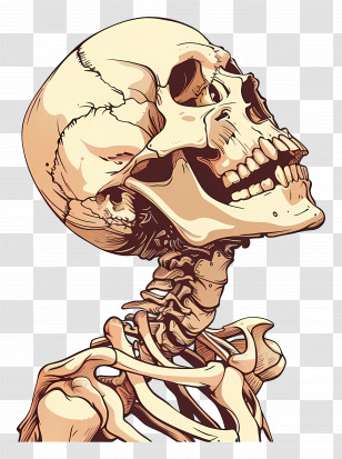 Skeleton - Illustration Of Human Skeleton Anatomy Transparent PNG