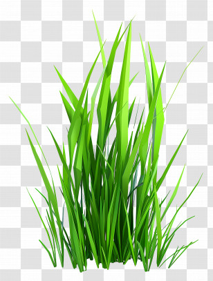 Grass Plant - Bright Green Grass For Spring Gardens Transparent PNG