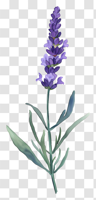 Lavender - Lavender Flower Stem Watercolor Art Transparent PNG