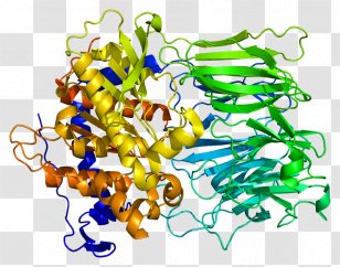 Prolyl Endopeptidase Protease Enzyme Oligopeptidase - Proteolysis Transparent PNG