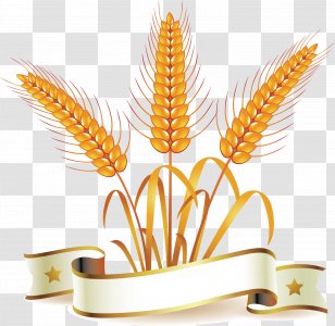 Common Wheat Whole Bread Clip Art - Vector Ears Of Corn Transparent PNG