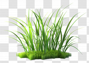 Grass Plant - Green Grass Plant Illustration Transparent PNG