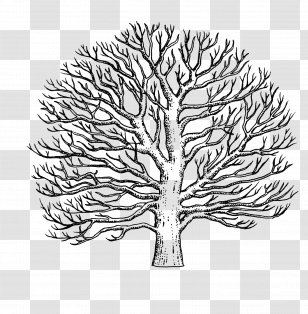 Branch American Sycamore Western Line Art Drawing - Cartoon - Tree Transparent PNG