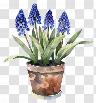 Grape Hyacinth - Potted Plant With Blue Flowers Transparent PNG