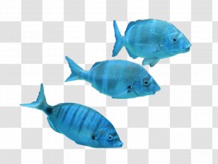 Marine Biology Tropical Fish Coral Reef - Color Transparent PNG