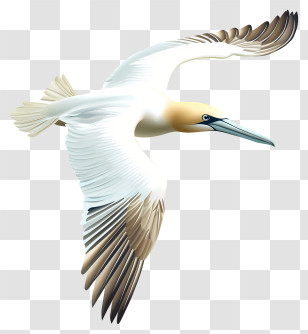 Gannet - Flying Bird With Long Beak Transparent PNG