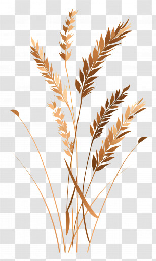 Wheat - Golden Wheat Stems Illustration Transparent PNG