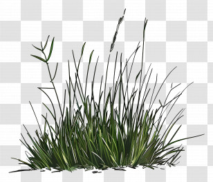 Lawn Grass - Green Grass Illustration Transparent PNG