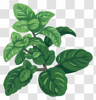 Mint Herbs - Fresh Green Mint Leaves Transparent PNG