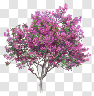 Redbud Tree - Beautiful Pink Flowering Tree In Full Bloom Transparent PNG