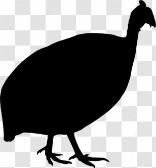 Chicken Bird Beak Wing Clip Art - Water - Cassowary Transparent PNG