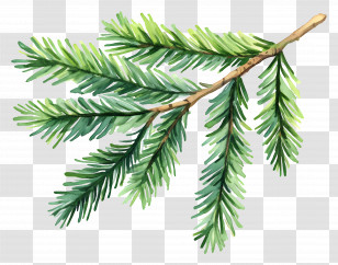 Leaf Painting - Green Pine Tree Branch Illustration Transparent PNG
