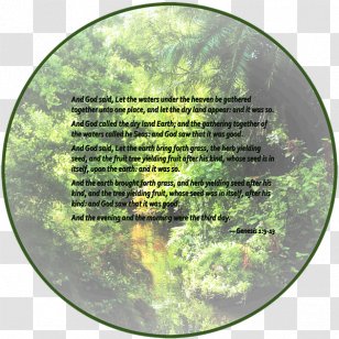 Bahamas Water Resources Douchegordijn Tree - Dry Land Transparent PNG