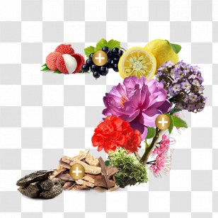 Cut Flowers Perfume Fragrance Lamp Floral Design - Flower - Chinese Herbaceous Peony Transparent PNG