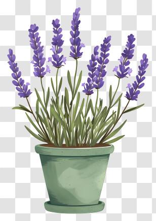 Lavender In Pot - Lavender Plant In A Green Pot Transparent PNG