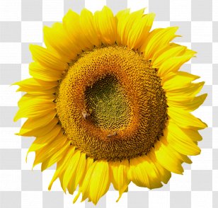 Common Sunflower Hanne Kirkegaard Daisy Family Seed - Prince Of Peace Lutheran Church - Studio Vector Transparent PNG