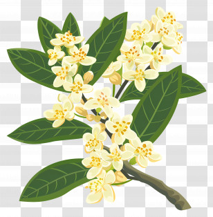 Osmanthus Flower - Yellow And White Blossoming Branch Transparent PNG