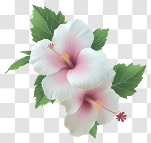 Realistic Rose Of Sharon - Hibiscus Flower With Pink And White Petals Transparent PNG