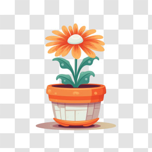 Transvaal Daisy Flower
 - Orange Daisy In A Flower Pot Transparent PNG