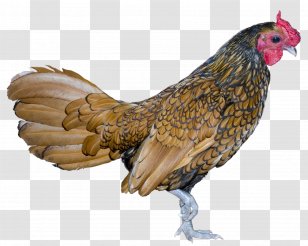 Rooster Bird Chicken Transparent PNG