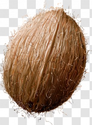 Coconut Centerblog Fruit Sea Transparent PNG