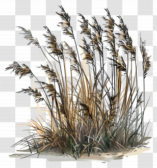 Reed - Reed Plants In A Natural Setting Transparent PNG