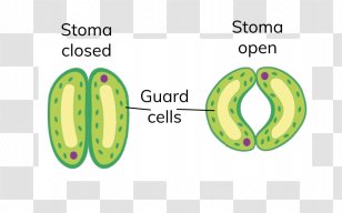 Stoma Guard Cell Plant Leaf - Drawing Transparent PNG