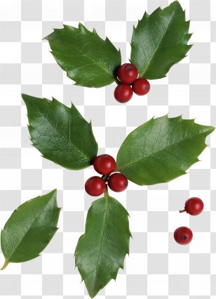 Clip Art - Berry - Raspberries Vector Transparent PNG