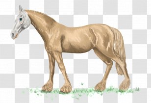 Mustang Foal Stallion Mare Colt - Rein Transparent PNG