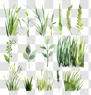 Grass - Various Green Grass Illustrations Transparent PNG